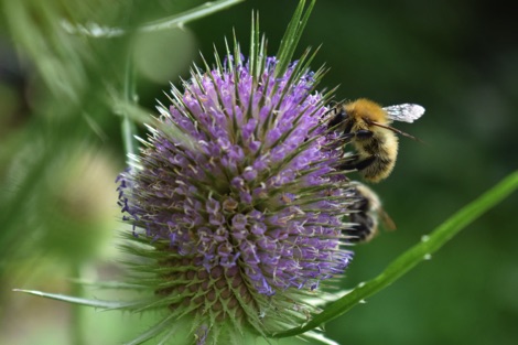 Teasel flower with bumblebees